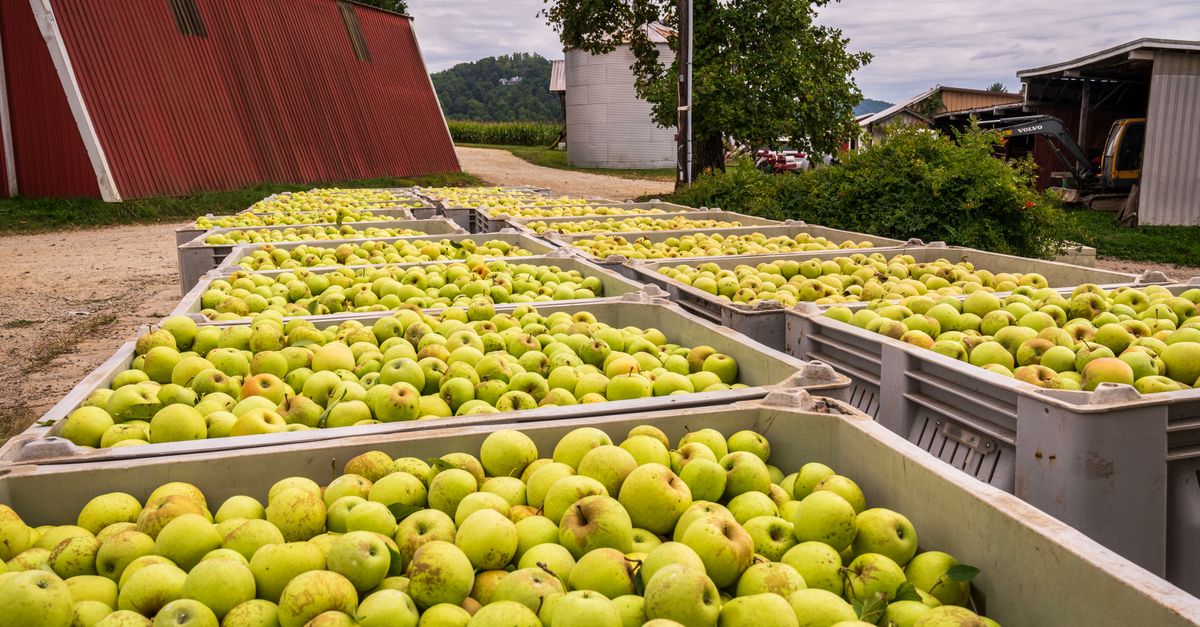 Best Cider Press UK: Basket, Rack-and-Cloth and Hydropress Compared