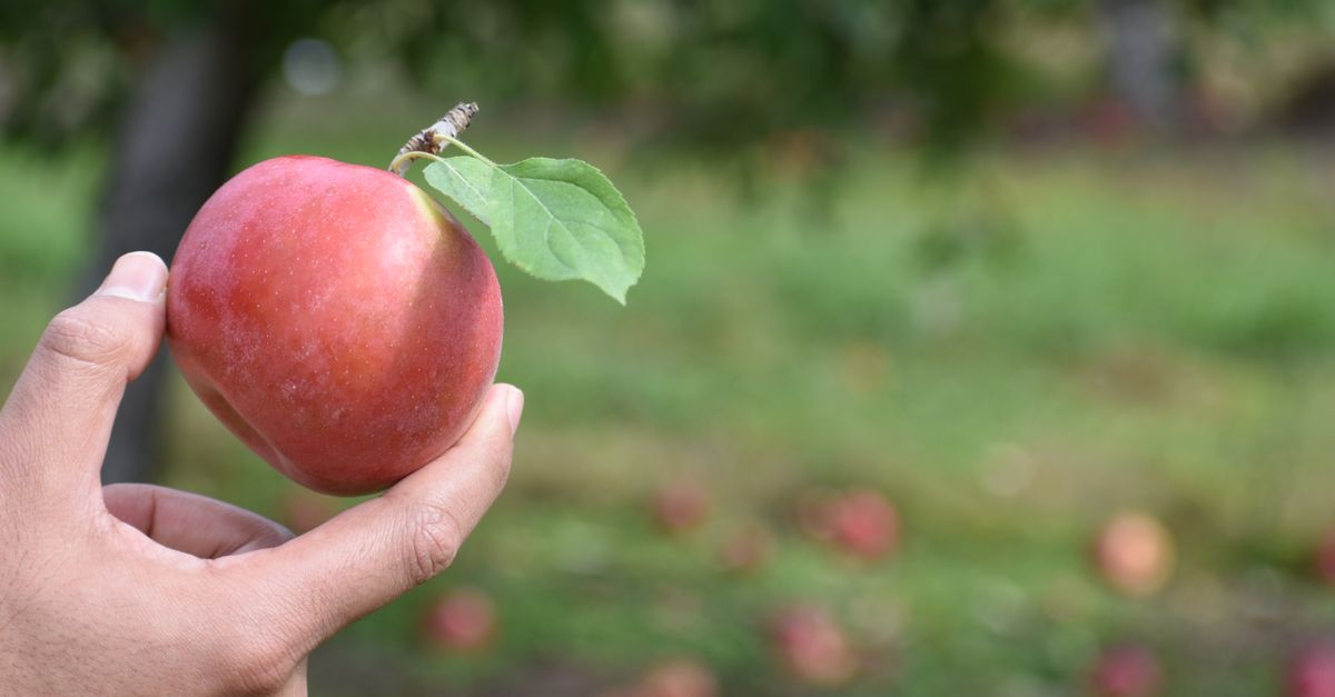 Best Cider Yeast UK: Strains, Wild Ferments and What Each One Does