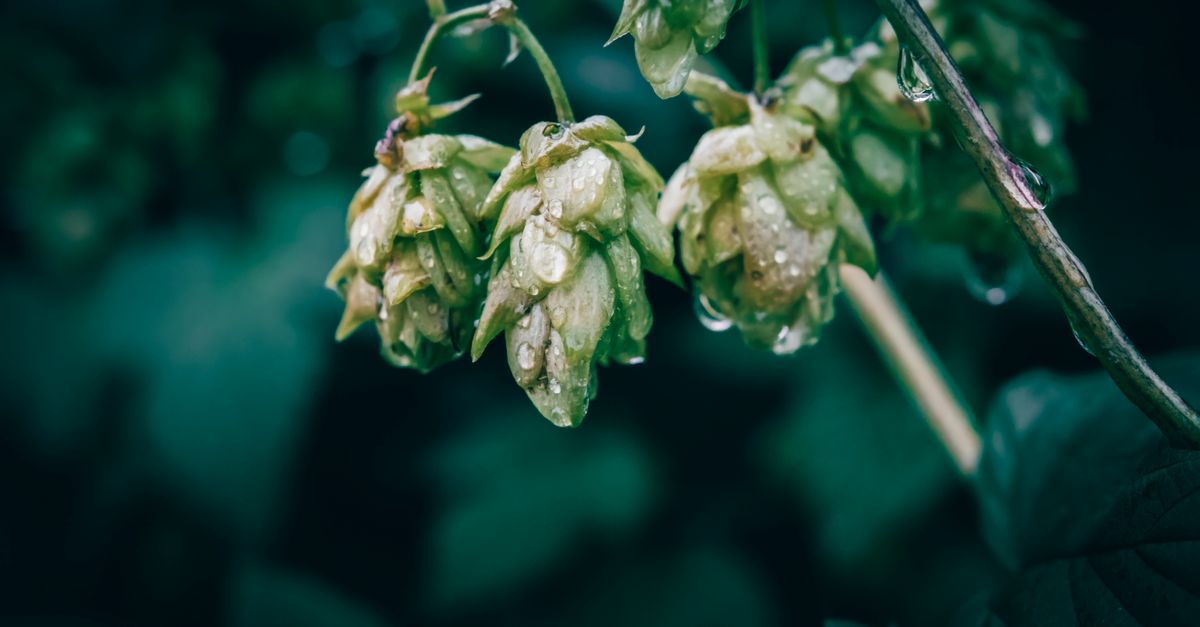 The Best Hops for Home Brewing in the UK: 2026 Guide