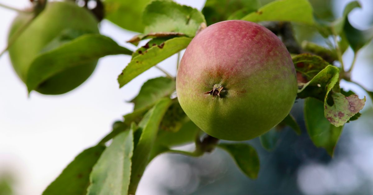 Cider Making Troubleshooting UK: Diagnosing a Batch That Has Gone Wrong
